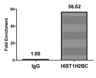 HIST1H2BN Antibody - Chromatin Immunoprecipitation Hela(4*106)were treated with Micrococcal Nuclease, sonicated, and immunoprecipitated with 5ug anti-HIST1H2BC or a control normal rabbit IgG. The resulting ChIP DNA was quantified using real-time PCR with primers against the Beta-Globin promoter.