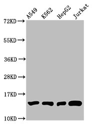 HIST1H2BN Antibody - Western Blot Positive WB detected in: A549 whole cell lysate, K562 whole cell lysate, HepG2 whole cell lysate, Jurkat whole cell lysate All Lanes: HIST1H2BC antibody at 1.4µg/ml Secondary Goat polyclonal to rabbit IgG at 1/50000 dilution Predicted band size: 14 KDa Observed band size: 14 KDa
