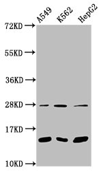 HIST1H2BN Antibody - Western Blot Positive WB detected in: A549 whole cell lysate, K562 whole cell lysate, HepG2 whole cell lysate All Lanes: HIST1H2BC antibody at 1µg/ml Secondary Goat polyclonal to rabbit IgG at 1/50000 dilution Predicted band size: 14 KDa Observed band size: 14 KDa