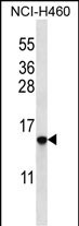 HIST1H2BO Antibody - HIST1H2BO/HIST1H2BH Antibody (N-term) western blot analysis in NCI-H460 cell line lysates (35ug/lane).This demonstrates the HIST1H2BO/HIST1H2BH antibody detected the HIST1H2BO/HIST1H2BH protein (arrow).