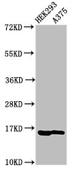 HIST1H3A Antibody - Positive Western Blot detected in HEK293 cell acid extracts, A375 cell acid extracts. All lanes: HIST1H3A antibody at 1 µg/ml Secondary Goat polyclonal to rabbit IgG at 1/50000 dilution. Predicted band size: 16 KDa. Observed band size: 16 KDa