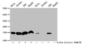 HIST1H3A Antibody - Western Blot Detected samples: Hela whole cell lysate, MCF-7 whole cell lysate, Jurkat whole cell lysate, A549 whole cell lysate; Untreated (-) or treated (+) with 30mM sodium butyrate for 4h All lanes: HIST1H3A antibody at 1:500 Secondary Goat polyclonal to rabbit IgG at 1/40000 dilution Predicted band size: 16 kDa Observed band size: 16 kDa