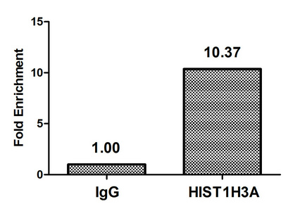 HIST1H3A Antibody - Chromatin Immunoprecipitation Hela (4*10E6, treated with 30mM sodium butyrate for 4h) were treated with Micrococcal Nuclease, sonicated, and immunoprecipitated with 5µg anti-HIST1H3A (Acetyl-HIST1H3A (K9) Antibody) or a control normal rabbit IgG. The resulting ChIP DNA was quantified using real-time PCR with primers against the ß-Globin promoter.