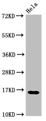 HIST1H3A Antibody - Positive Western Blot detected in Hela cell acid extracts. All lanes: HIST1H3A antibody at 3 µg/ml Secondary Goat polyclonal to rabbit IgG at 1/50000 dilution. Predicted band size: 16 KDa. Observed band size: 16 KDa