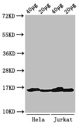 HIST1H3A Antibody - Positive Western Blot detected in Hela cell acid extracts, Jurkat cell acid extracts. All lanes: HIST1H3A antibody at 2 µg/ml Secondary Goat polyclonal to rabbit IgG at 1/50000 dilution. Predicted band size: 16 KDa. Observed band size: 16 KDa