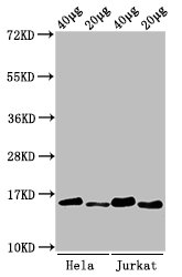 HIST1H3A Antibody - Positive Western Blot detected in Hela cell acid extracts, Jurkat cell acid extracts. All lanes: HIST1H3A antibody at 0.5 µg/ml Secondary Goat polyclonal to rabbit IgG at 1/50000 dilution. Predicted band size: 16 KDa. Observed band size: 16 KDa
