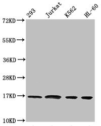 HIST1H3A Antibody - Western Blot Positive WB detected in: 293 whole cell lysate, Jurkat whole cell lysate, K562 whole cell lysate, HL-60 whole cell lysate All lanes: HIST1H3A antibody at 1:500 Secondary Goat polyclonal to rabbit IgG at 1/40000 dilution Predicted band size: 16 kDa Observed band size: 16 kDa