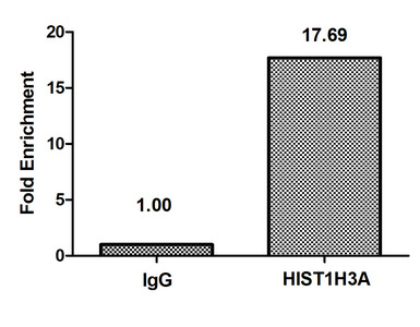 HIST1H3A Antibody - Chromatin Immunoprecipitation Hela(4*106) were treated with Micrococcal Nuclease, sonicated, and immunoprecipitated with 8ug anti-HIST1H3A or a control normal rabbit IgG. The resulting ChIP DNA was quantified using real-time PCR with primers against the Beta-Globin promoter.