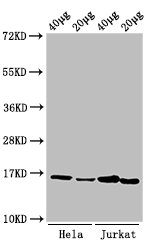 HIST1H3A Antibody - Positive Western Blot detected in Hela cell acid extracts, Jurkat cell acid extracts. All lanes: HIST1H3A antibody at 1 µg/ml Secondary Goat polyclonal to rabbit IgG at 1/50000 dilution. Predicted band size: 16 KDa. Observed band size: 16 KDa