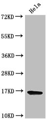 HIST1H3A Antibody - Positive Western Blot detected in Hela cell acid extracts. All lanes: HIST1H3A antibody at 2 µg/ml Secondary Goat polyclonal to rabbit IgG at 1/50000 dilution. Predicted band size: 16 KDa. Observed band size: 16 KDa