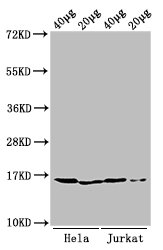 HIST1H3A Antibody - Positive Western Blot detected in Hela cell acid extracts, Jurkat cell acid extracts. All lanes: HIST1H3A antibody at 0.25 µg/ml Secondary Goat polyclonal to rabbit IgG at 1/50000 dilution. Predicted band size: 16 KDa. Observed band size: 16 KDa