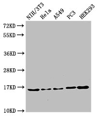 HIST1H3A Antibody - Positive Western Blot detected in NIH/3T3 cell acid extracts, Hela cell acid extracts, A549 cell acid extracts, PC3 cell acid extracts, HEK293 cell acid extracts. All lanes: HIST1H3A antibody at 2 µg/ml Secondary Goat polyclonal to rabbit IgG at 1/50000 dilution. Predicted band size: 16 KDa. Observed band size: 16 KDa