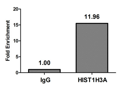 HIST1H3A Antibody - Chromatin Immunoprecipitation Hela(4*106) were treated with Micrococcal Nuclease, sonicated, and immunoprecipitated with 8ug anti-HIST1H3A or a control normal rabbit IgG. The resulting ChIP DNA was quantified using real-time PCR with primers against the Beta-Globin promoter.
