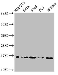 HIST1H3A Antibody - Positive Western Blot detected in NIH/3T3 cell acid extracts, Hela cell acid extracts, A549 cell acid extracts, PC3 cell acid extracts, HEK293 cell acid extracts. All lanes: HIST1H3A antibody at 2 µg/ml Secondary Goat polyclonal to rabbit IgG at 1/50000 dilution. Predicted band size: 16 KDa. Observed band size: 16 KDa