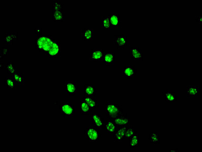 HIST1H3A Antibody - Immunofluorescent analysis of Hela cells at a dilution of 1:100 and Alexa Fluor 488-congugated AffiniPure Goat Anti-Rabbit IgG(H+L)