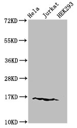 HIST1H3A Antibody - Positive Western Blot detected in Hela cell acid extracts, Jurkat cell acid extracts, HEK293 cell acid extracts. All lanes: HIST1H3A antibody at 1.5 µg/ml Secondary Goat polyclonal to rabbit IgG at 1/50000 dilution. Predicted band size: 16 KDa. Observed band size: 16 KDa