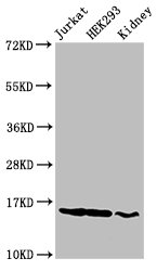 HIST1H3A Antibody - Positive Western Blot detected in Jurkat cell acid extracts, HEK293 cell acid extracts, Rat kidney tissue. All lanes: HIST1H3A antibody at 2 µg/ml Secondary Goat polyclonal to rabbit IgG at 1/50000 dilution. Predicted band size: 16 KDa. Observed band size: 16 KDa