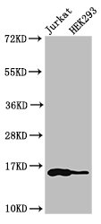 HIST1H3A Antibody - Positive Western Blot detected in Jurkat cell acid extracts, HEK293 cell acid extracts. All lanes: HIST1H3A antibody at 1 µg/ml Secondary Goat polyclonal to rabbit IgG at 1/50000 dilution. Predicted band size: 16 KDa. Observed band size: 16 KDa
