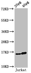 HIST1H3A Antibody - Positive Western Blot detected in Jurkat cell acid extracts. All lanes: HIST1H3A antibody at 0.6 µg/ml Secondary Goat polyclonal to rabbit IgG at 1/50000 dilution. Predicted band size: 16 KDa. Observed band size: 16 KDa