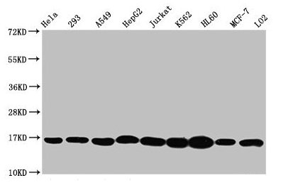 HIST1H3A Antibody - Western Blot Positive WB detected in: Hela whole cell lysate, 293 whole cell lysate, A549 whole cell lysate, HepG2 whole cell lysate, Jurkat whole cell lysate, K562 whole cell lysate, HL-60 whole cell lysate, MCF-7 whole cell lysate, LO2 whole cell lysate All lanes: HIST1H3A antibody at 1:500 Secondary Goat polyclonal to rabbit IgG at 1/40000 dilution Predicted band size: 16 kDa Observed band size: 16 kDa