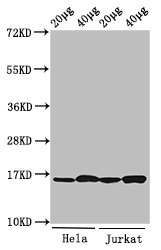 HIST1H3A Antibody - Positive Western Blot detected in Hela cell acid extracts, Jurkat cell acid extracts. All lanes: HIST1H3A antibody at 0.8 µg/ml Secondary Goat polyclonal to rabbit IgG at 1/50000 dilution. Predicted band size: 16 KDa. Observed band size: 16 KDa