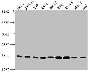 HIST1H3A Antibody - Western Blot Positive WB detected in: Hela whole cell lysate, Jurkat whole cell lysate, 293 whole cell lysate, A549 whole cell lysate, HepG2 whole cell lysate, K562 whole cell lysate, HL-60 whole cell lysate, MCF-7 whole cell lysate, LO2 whole cell lysate All lanes: HIST1H3A antibody at 1:2000 Secondary Goat polyclonal to rabbit IgG at 1/40000 dilution Predicted band size: 16 kDa Observed band size: 16 kDa