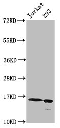 HIST1H3A Antibody - Positive Western Blot detected in Jurkat whole cell lysate, 293 whole cell lysate(all treated by 30mM sodium butyrate for 4h). All lanes: HIST1H3A antibody at 0.5 µg/ml Secondary Goat polyclonal to rabbit IgG at 1/50000 dilution. Predicted band size: 16 KDa. Observed band size: 16 KDa