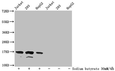 HIST1H3A Antibody - Western Blot Detected samples: Jurkat whole cell lysate, 293 whole cell lysate, HepG2 whole cell lysate; Untreated (-) or treated (+) with 30mM sodium butyrate for 4h All lanes: HIST1H3A antibody at 1:500 Secondary Goat polyclonal to rabbit IgG at 1/40000 dilution Predicted band size: 16 kDa Observed band size: 16 kDa