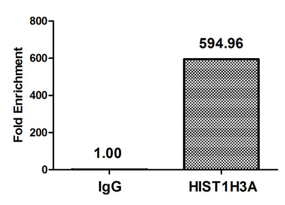 HIST1H3A Antibody - Chromatin Immunoprecipitation Hela (4*10E6, treated with 30mM sodium butyrate for 4h) were treated with Micrococcal Nuclease, sonicated, and immunoprecipitated with 5µg anti-HIST1H3A (Acetyl-HIST1H3A (K36) Antibody) or a control normal rabbit IgG. The resulting ChIP DNA was quantified using real-time PCR with primers against the ß-Globin promoter.