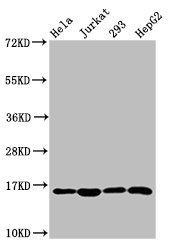 HIST1H3A Antibody - Positive Western Blot detected in Hela whole cell lysate, Jurkat whole cell lysate, 293 whole cell lysate, HepG2 whole cell lysate. All lanes: HIST1H3A antibody at 1.38 µg/ml Secondary Goat polyclonal to rabbit IgG at 1/50000 dilution. Predicted band size: 16 KDa. Observed band size: 16 KDa