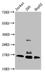 HIST1H3A Antibody - Western Blot Positive WB detected in: Jurkat whole cell lysate, 293 whole cell lysate, HepG2 whole cell lysate (treated by 30mM sodium butyrate for 4h) All lanes: HIST1H3A antibody at 0.9µg/ml Secondary Goat polyclonal to rabbit IgG at 1/50000 dilution Predicted band size: 16 kDa Observed band size: 16 kDa