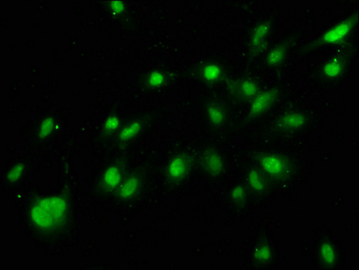 HIST1H3A Antibody - Immunofluorescence staining of Hela cells at a dilution of 1:1, counter-stained with DAPI. The cells were fixed in 4% formaldehyde, permeabilized using 0.2% Triton X-100 and blocked in 10% normal Goat Serum. The cells were then incubated with the antibody overnight at 4 °C.The secondary antibody was Alexa Fluor 488-congugated AffiniPure Goat Anti-Rabbit IgG (H+L) .