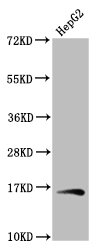 HIST1H3A Antibody - Positive Western Blot detected in HepG2 whole cell lysate. All lanes: HIST1H3A antibody at 1.04 µg/ml Secondary Goat polyclonal to rabbit IgG at 1/50000 dilution. Predicted band size: 16 KDa. Observed band size: 16 KDa