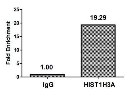 HIST1H3A Antibody - Chromatin Immunoprecipitation Hela (10E6, treated with 30mM sodium butyrate for 4h) were treated with Micrococcal Nuclease, sonicated, and immunoprecipitated with 5µg anti-HIST1H3A (Acetyl-HIST1H3A (K79) Antibody) or a control normal rabbit IgG. The resulting ChIP DNA was quantified using real-time PCR with primers against the ß-Globin promoter.