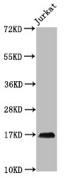 HIST1H3A Antibody - Positive Western Blot detected in Jurkat whole cell lysate(treated by 30mM sodium butyrate for 4h). All lanes: HIST1H3A antibody at 1.25 µg/ml Secondary Goat polyclonal to rabbit IgG at 1/50000 dilution. Predicted band size: 16 KDa. Observed band size: 16 KDa