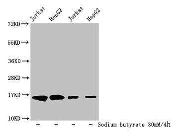 HIST1H3A Antibody - Western Blot Detected samples: Jurkat whole cell lysate, HepG2 whole cell lysate; Untreated (-) or treated (+) with 30mM sodium butyrate for 4h All lanes: HIST1H3A antibody at 1:500 Secondary Goat polyclonal to rabbit IgG at 1/40000 dilution Predicted band size: 16 kDa Observed band size: 16 kDa