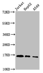 HIST1H3A Antibody - Positive Western Blot detected in Jurkat whole cell lysate, HepG2 whole cell lysate, A549 whole cell lysate(treated by 30mM sodium butyrate for 4h). All lanes: HIST1H3A antibody at 1.18 µg/ml Secondary Goat polyclonal to rabbit IgG at 1/50000 dilution. Predicted band size: 16 KDa. Observed band size: 16 KDa