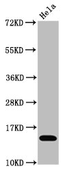 HIST1H3A Antibody - Western Blot Positive WB detected in:Hela whole cell lysate treated by 15mM sodium butyrate for 30min All Lanes:Acetyl-Histone H3.1 (K4) antibody at 1.1µg/ml Secondary Goat polyclonal to rabbit IgG at 1/50000 dilution Predicted band size: 15 KDa Observed band size: 15 KDa