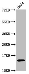 HIST1H3A Antibody - Western Blot Positive WB detected in:Hela whole cell lysate treated by 15mM sodium butyrate for 30min All Lanes:Acetyl-Histone H3.1 (K56) antibody at 0.7µg/ml Secondary Goat polyclonal to rabbit IgG at 1/50000 dilution Predicted band size: 15 KDa Observed band size: 15 KDa