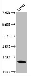 HIST1H3A Antibody - Western Blot Positive WB detected in:Mouse liver tissue All Lanes:Di-methyl-Histone H3.1 (K9) antibody at 0.9µg/ml Secondary Goat polyclonal to rabbit IgG at 1/50000 dilution Predicted band size: 15 KDa Observed band size: 15 KDa