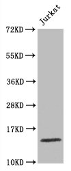HIST1H3A Antibody - Western Blot Positive WB detected in:Jurkat whole cell lysate All Lanes:Histone H3.1 antibody at 1.5µg/ml Secondary Goat polyclonal to rabbit IgG at 1/50000 dilution Predicted band size: 15 KDa Observed band size: 15 KDa
