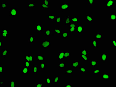 HIST1H3A Antibody - Immunofluorescence staining of Hela cells diluted at 1:43,counter-stained with DAPI. The cells were fixed in 4% formaldehyde, permeabilized using 0.2% Triton X-100 and blocked in 10% normal Goat Serum. The cells were then incubated with the antibody overnight at 4°C.The Secondary antibody was Alexa Fluor 488-congugated AffiniPure Goat Anti-Rabbit IgG (H+L).