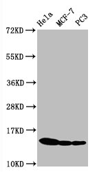 HIST1H3A Antibody - Western Blot Positive WB detected in:Hela whole cell lysate, MCF-7 whole cell lysate, PC3 whole cell lysate All Lanes:Phospho-Histone H3.1 (S10) antibody at 0.5µg/ml Secondary Goat polyclonal to rabbit IgG at 1/50000 dilution Predicted band size: 15 KDa Observed band size: 15 KDa