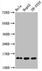 HIST1H3A Antibody - Western Blot Positive WB detected in:Hela whole cell lysate, HepG2 whole cell lysate, SH-SY5Y whole cell lysate All Lanes:Mono-methyl-Histone H3.1 (R2) antibody at 0.95µg/ml Secondary Goat polyclonal to rabbit IgG at 1/50000 dilution Predicted band size: 15 KDa Observed band size: 15 KDa