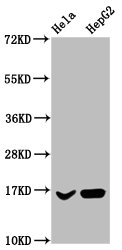 HIST1H3A Antibody - Western Blot Positive WB detected in: Hela whole cell lysate, HepG2 whole cell lysate(all treated with 30mM sodium butyrate for 4h) All Lanes: HIST1H3A antibody at 1.6µg/ml Secondary Goat polyclonal to rabbit IgG at 1/50000 dilution Predicted band size: 16 KDa Observed band size: 16 KDa