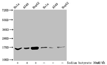 HIST1H3A Antibody - Western Blot Detected samples: Hela whole cell lysate, A549 whole cell lysate, HepG2 whole cell lysate; Untreated (-) or treated (+) with 30mM sodium butyrate for 4h All lanes: HIST1H3A antibody at 1:100 Secondary Goat polyclonal to rabbit IgG at 1/50000 dilution Predicted band size: 16 kDa Observed band size: 16 kDa