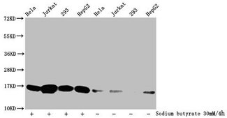 HIST1H3A Antibody - Western Blot Detected samples: Hela whole cell lysate, Jurkat whole cell lysate, 293 whole cell lysate, HepG2 whole cell lysate; Untreated (-) or treated (+) with 30mM sodium butyrate for 4h All lanes: HIST1H3A antibody at 1:500 Secondary Goat polyclonal to rabbit IgG at 1/40000 dilution Predicted band size: 16 kDa Observed band size: 16 kDa
