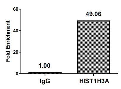 HIST1H3A Antibody - Chromatin Immunoprecipitation Hela (10E6, treated with 30mM sodium butyrate for 4h) were treated with Micrococcal Nuclease, sonicated, and immunoprecipitated with 5µg anti-HIST1H3A (2-hydroxyisobutyryl-HIST1H3A (K14) Antibody) or a control normal rabbit IgG. The resulting ChIP DNA was quantified using real-time PCR with primers against the ß-Globin promoter.