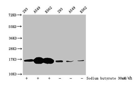 HIST1H3A Antibody - Western Blot Detected samples: 293 whole cell lysate, A549 whole cell lysate, K562 whole cell lysate; Untreated (-) or treated (+) with 30mM sodium butyrate for 4h All lanes: HIST1H3A antibody at 1:100 Secondary Goat polyclonal to rabbit IgG at 1/50000 dilution Predicted band size: 16 kDa Observed band size: 16 kDa