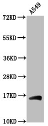 HIST1H3A Antibody - Western Blot Positive WB detected in: A549 whole cell lysate(treated with 30mM sodium butyrate for 4h) All Lanes: HIST1H3A antibody at 1.12µg/ml Secondary Goat polyclonal to rabbit IgG at 1/50000 dilution Predicted band size: 16 KDa Observed band size: 16 KDa